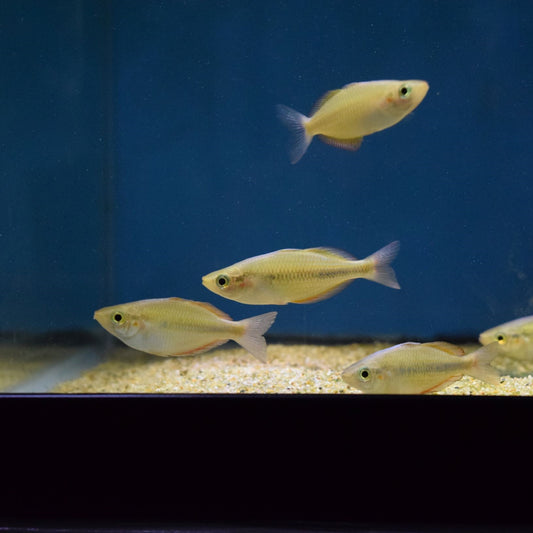 Lake Tebera Rainbowfish