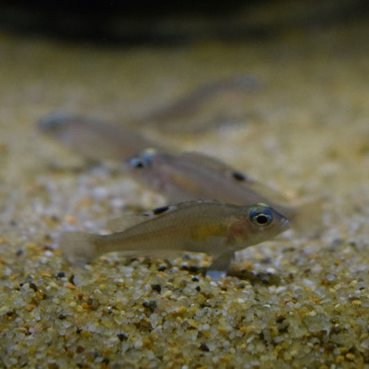 Lamprologus Kungweensis