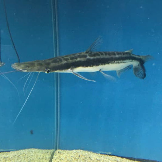 Lima Shovelnose Catfish9