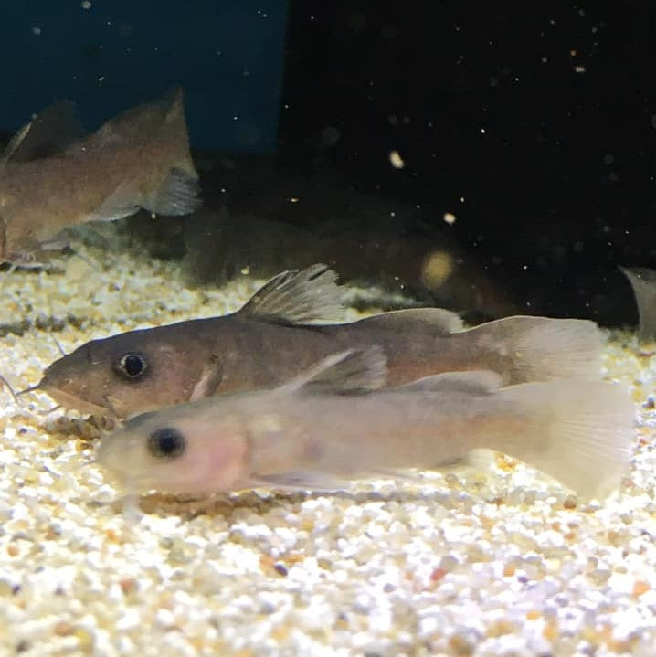 Lophiobagrus Cyclurus Catfish