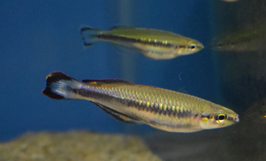 Madagascar Rainbowfish