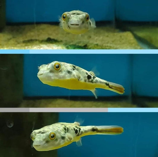 Mbu Puffer fish