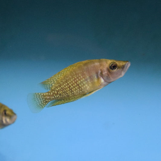 Altolamprologus Calvus Yellow