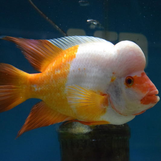 Midas Cichlid