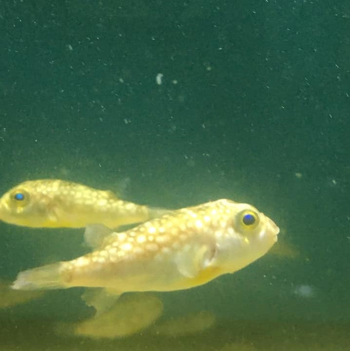 Milk Spotted Puffer