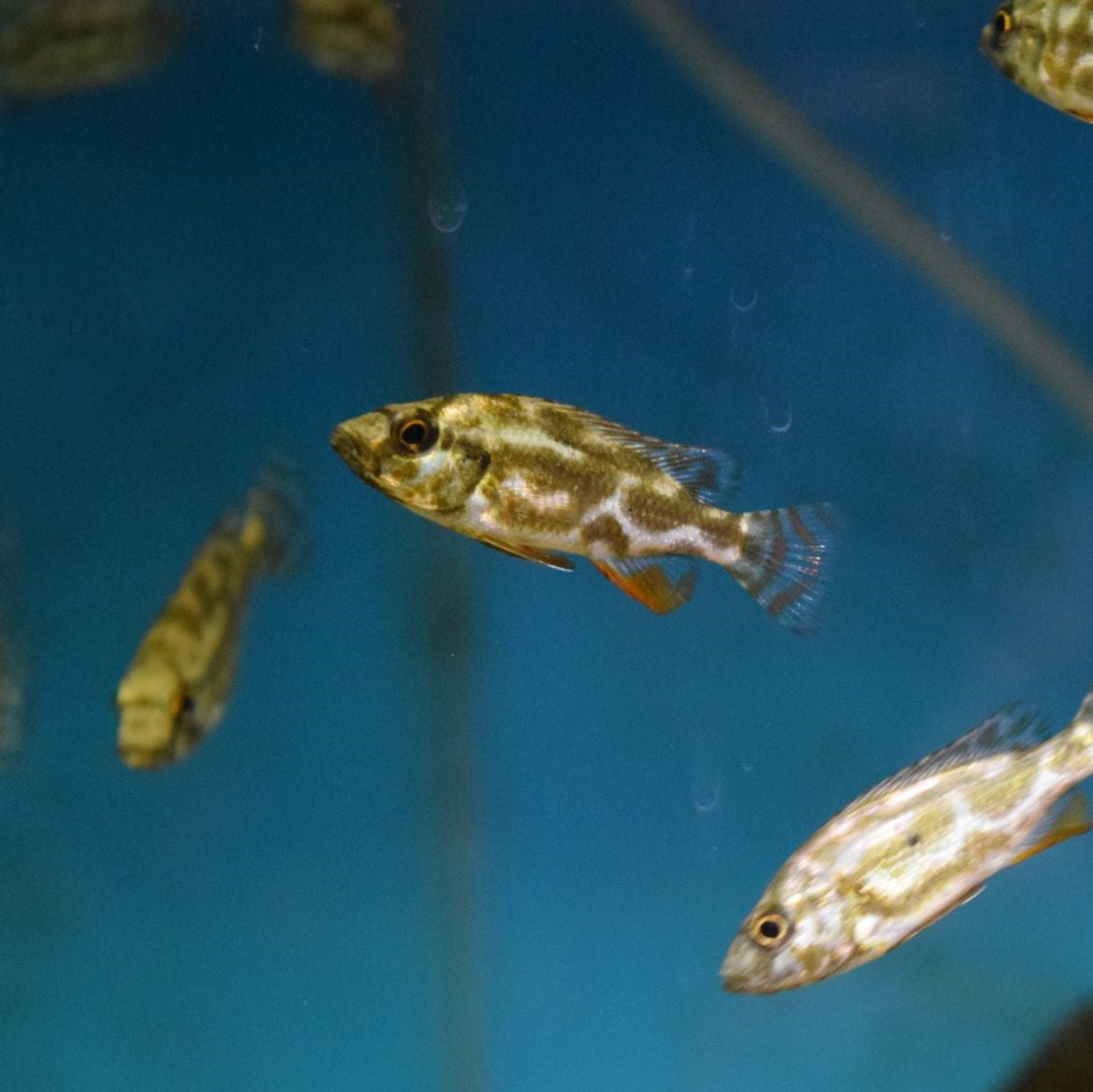 Nimbochromis Livingstoni Small