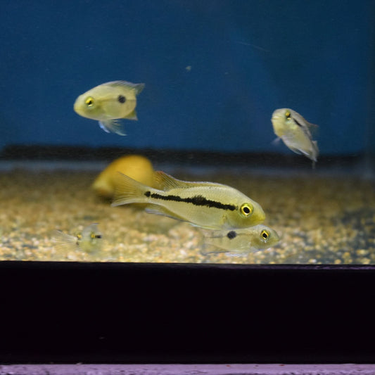 Macaw Cichlid Hypsophrys Nicaraguensis