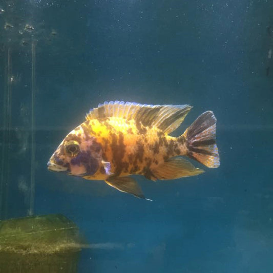 Ob Peacock