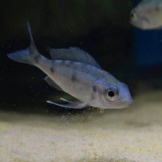 Opthalmotilapia Ventralis Orange Cap