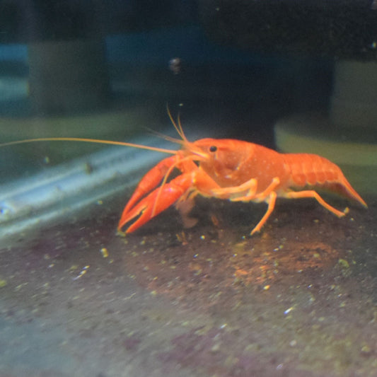 Orange Lobster