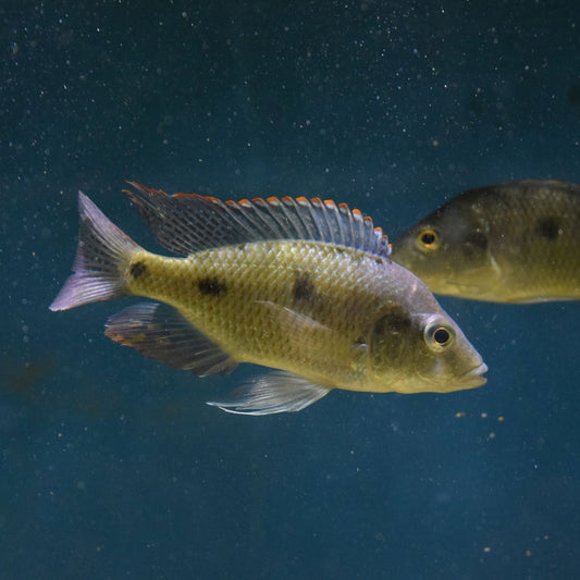 Otopharynx Tetrastigma Male