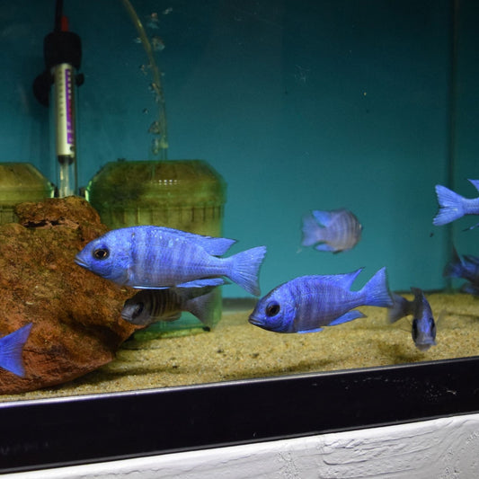 Placidochromis Phenochilus Tanzania Star Sapphire Female