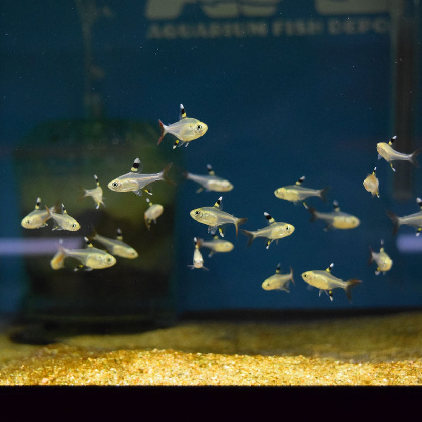 Pristella Tetra - for sale at Aquarium Fish Depot