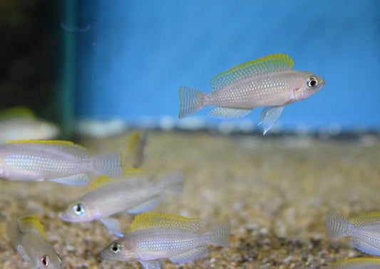 Neolamprologus Caudopunctatus Red Fin