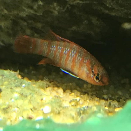 Scarlet Badis (Dario Dario)