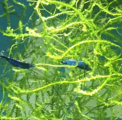 Shrimp - Blue Velvet Neocaridina