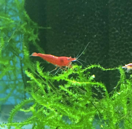 Shrimp - Fire Red Neocaridina