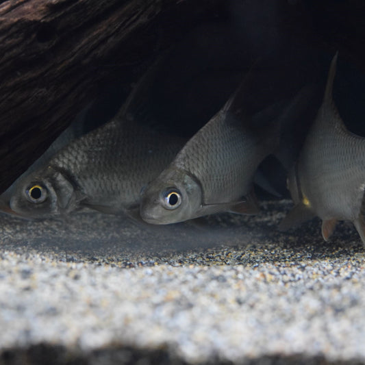 Sickle Fin Barb