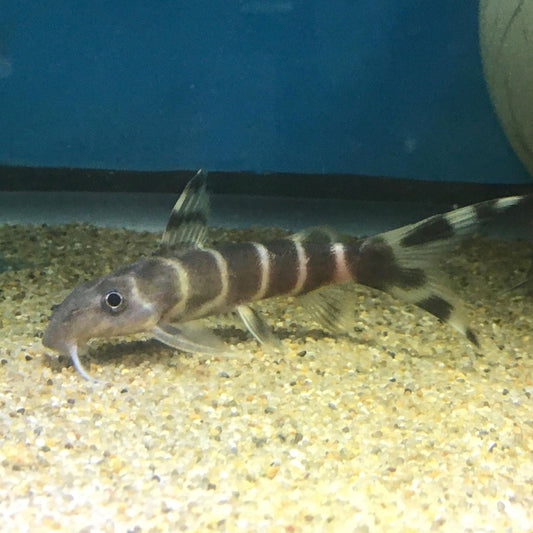 Synodontis Brichardi