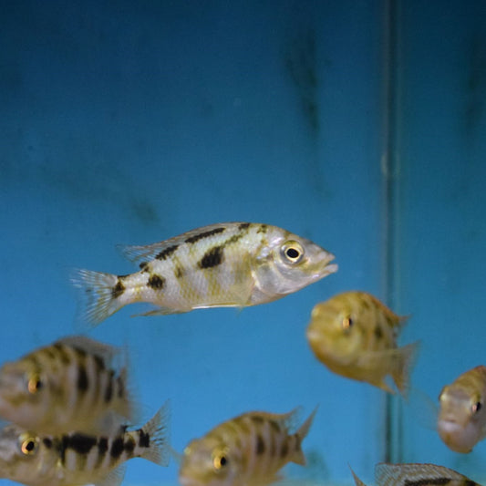 Placidochromis Milomo Vc Medium