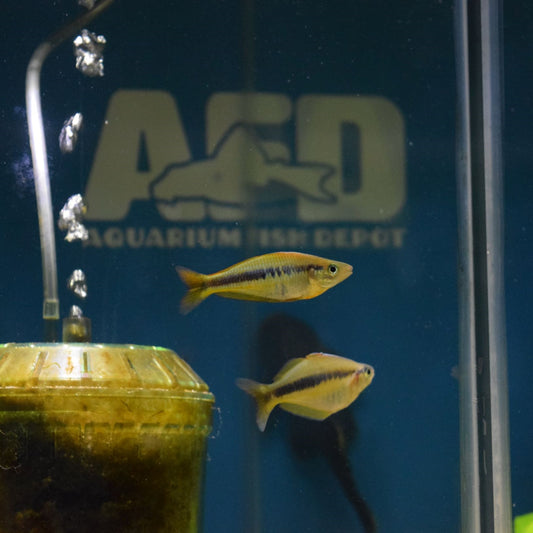 Wapoga Alleni Rainbowfish