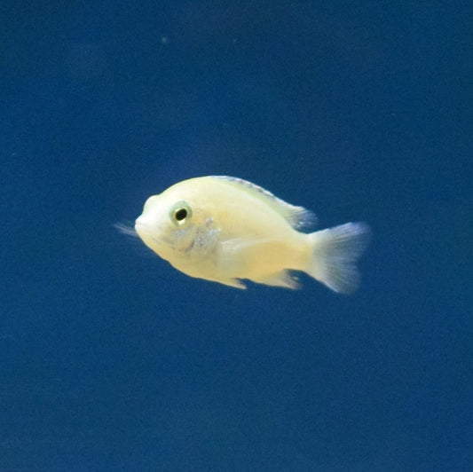 Labidochromis Caeruleus White