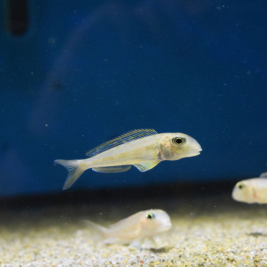 Xenotilapia Ochrogenys Singularis Kalya F1