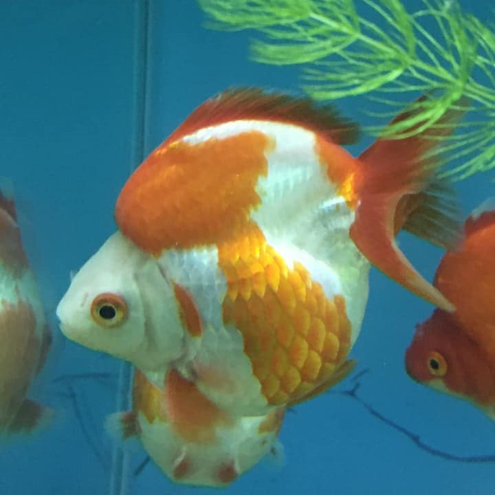 Ryukin Goldfish 4.5-5"