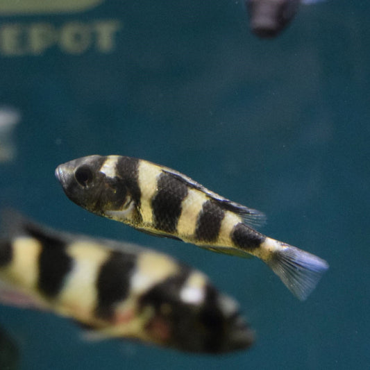 Astatotilapia Latifasciata