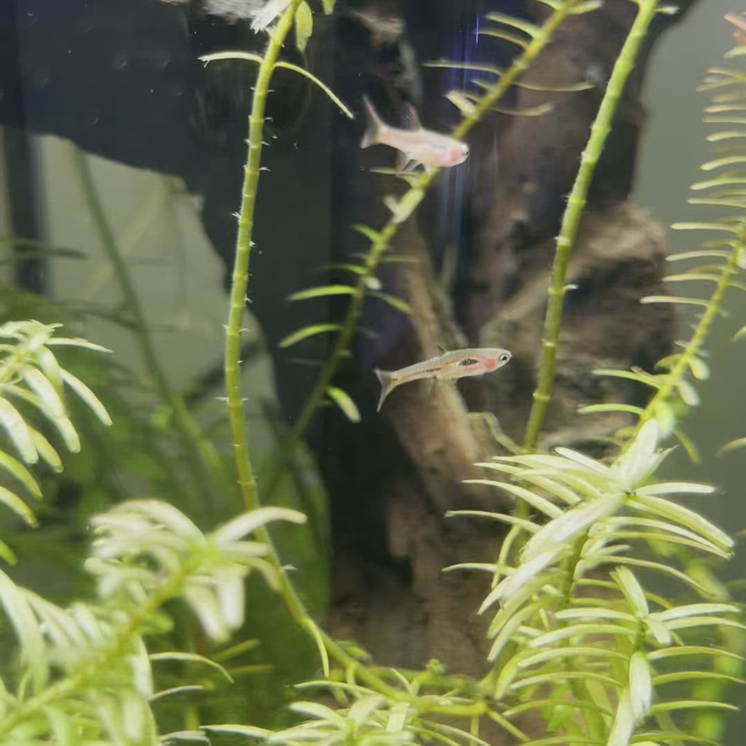 Beautiful Chili Rasbora (Boraras brigittae) swimming in an aquarium available for sale at AFD
