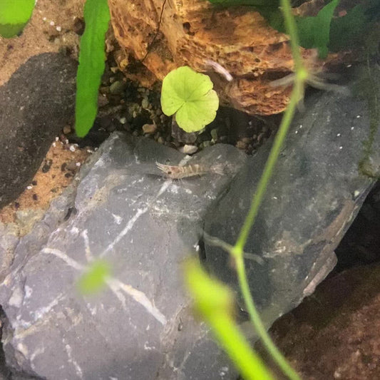 Ghost Shrimp