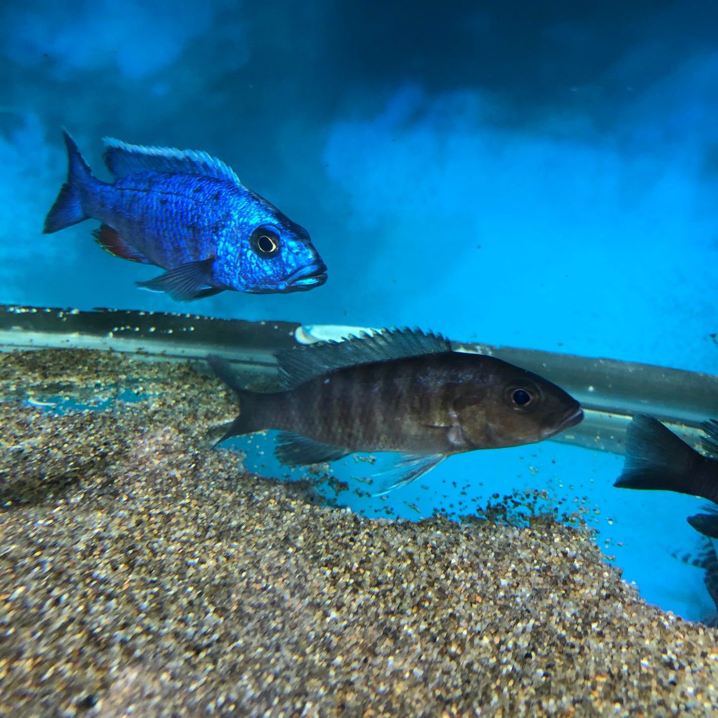 Scianochromis Ahli Female