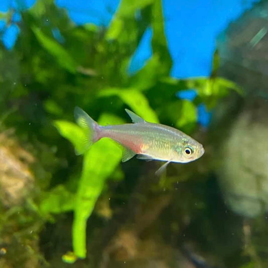 Green Fire Tetra