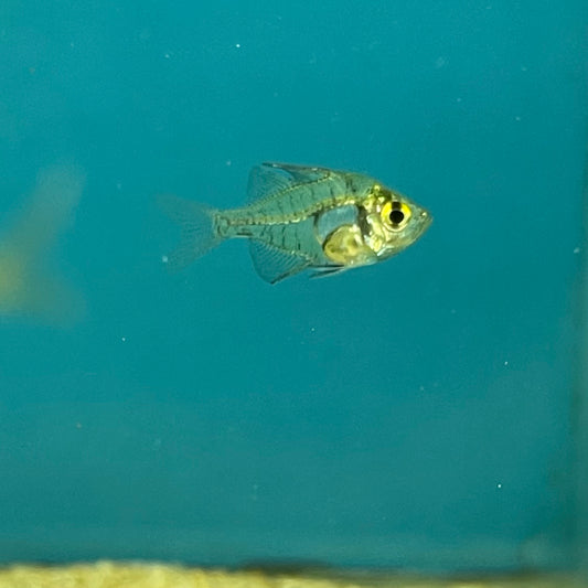 Indian Glassfish