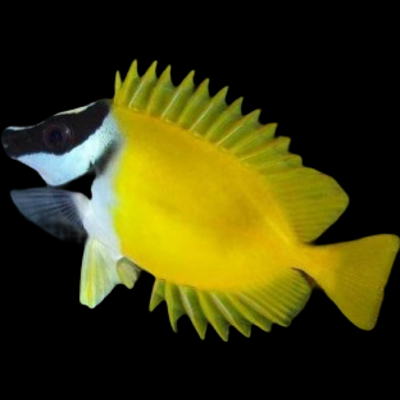 FoxFace Fish swimming in an aquarium. One of our saltwater reef fish for sale online at AFD