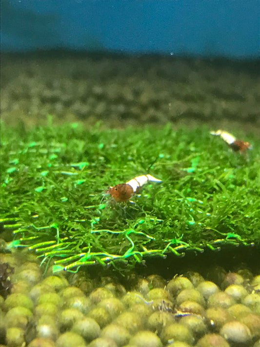 Shrimp  Red Stripe Bee Caridina