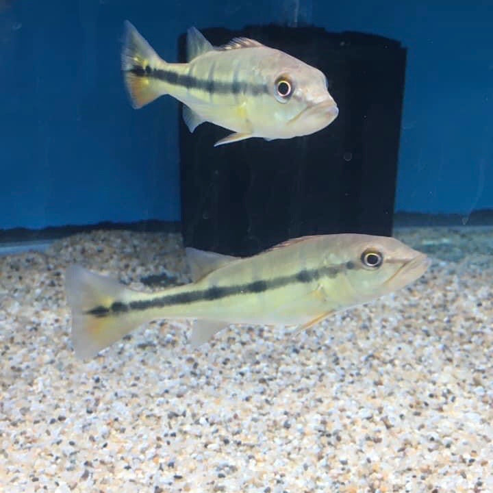 Wild Temensis Peacock Bass