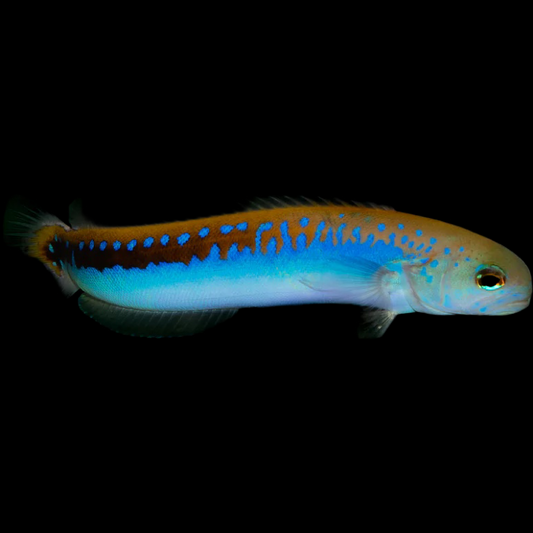 Oreni Tilefish fish swimming in an aquarium available for sale online and in store at AFD