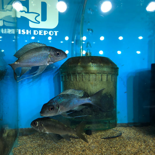 Opthalmotilapia Ventralis Chituta Powder Blue