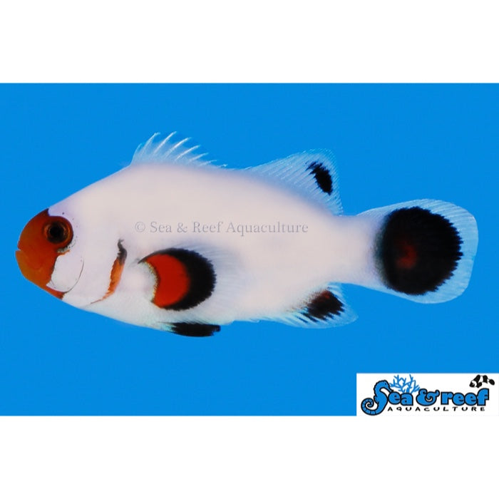 Wyoming White Clownfish - Captive-Bred - Amphiprion ocellaris