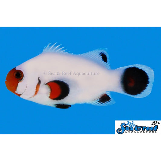 Wyoming White Clownfish - Captive-Bred - Amphiprion ocellaris