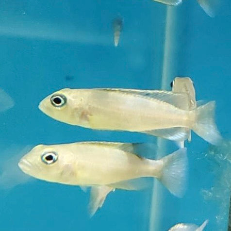 Neolamprologus Boulengeri5