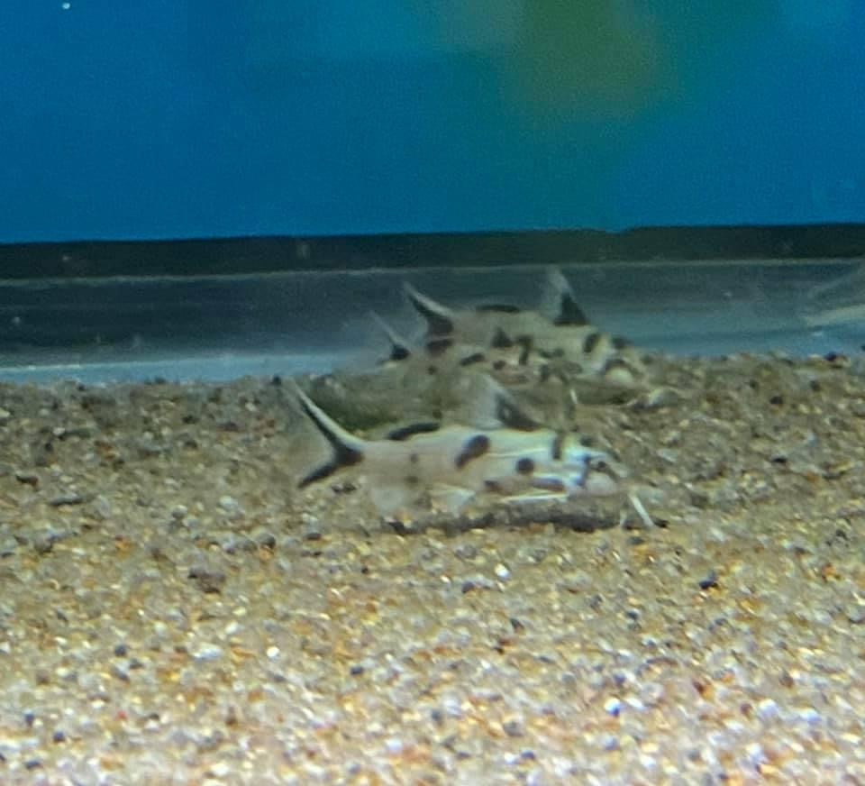 Fish Polli Synodontis Polli - for sale at Aquarium Fish Depot