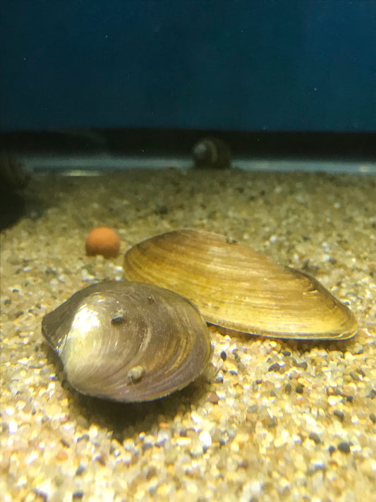 Flat Clam