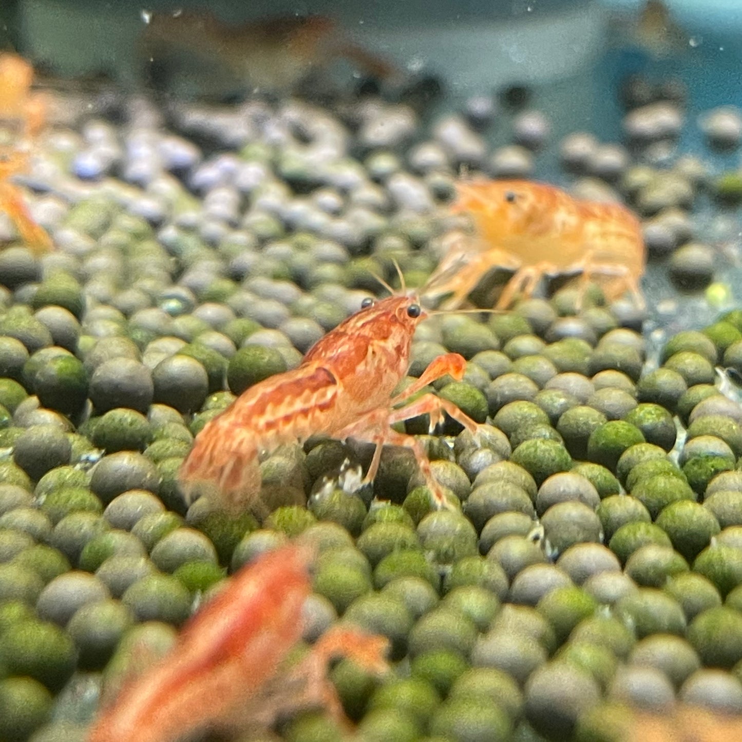 Orange Dwarf Crayfish (Cambarellus cf. patzcuarensis)