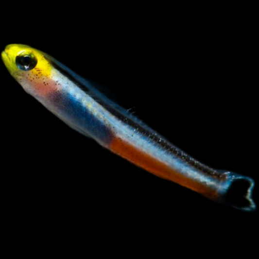 Pygmy Dart Dwarf Goby swimming in an aquarium. One of our saltwater reef fish for sale online at AFD