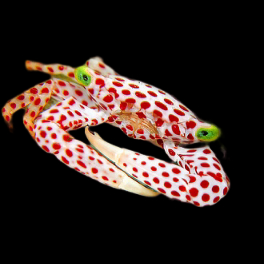 Acropora Crab