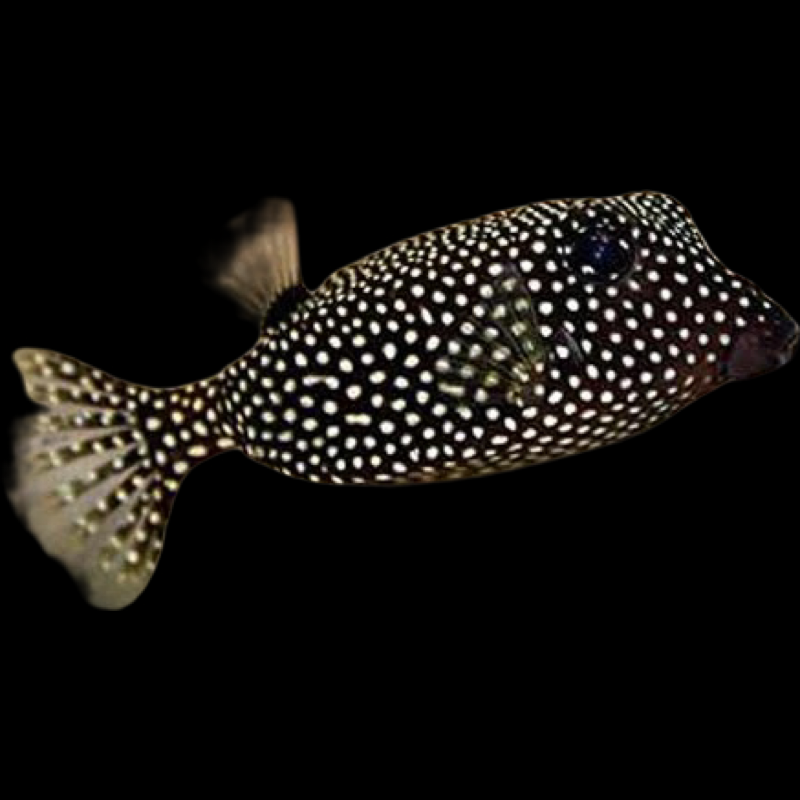 Black Boxfish swimming in an aquarium. One of our saltwater reef fish for sale online at AFD