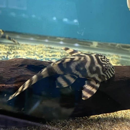 Tiger Pleco L398 (Panaqolus tankei) 3-3.5"