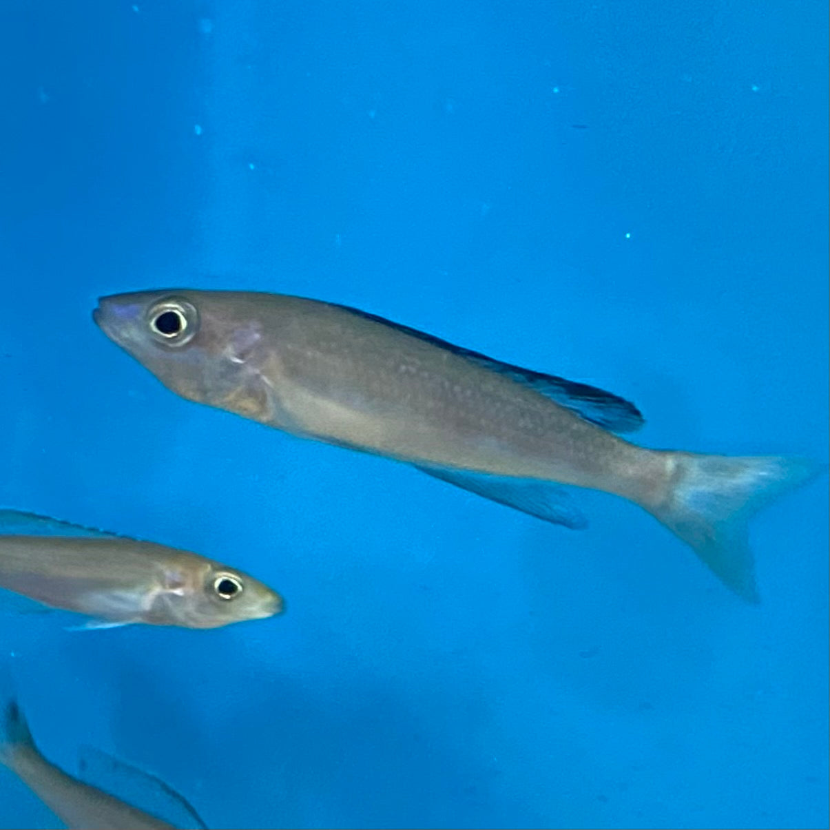 Cyprichromis Leptosoma Kitumba